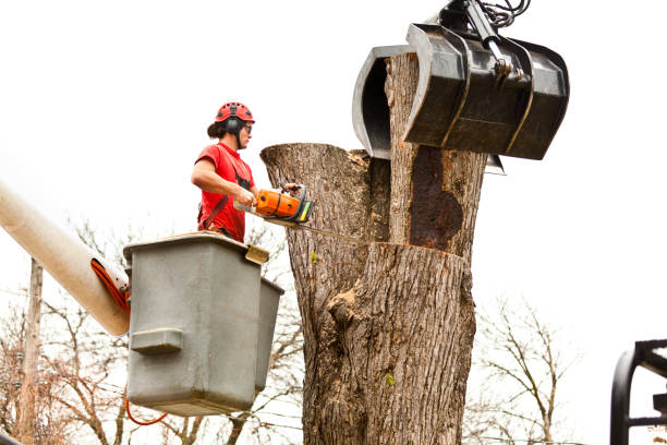 Reliable New Cassel, NY Tree Care Solutions